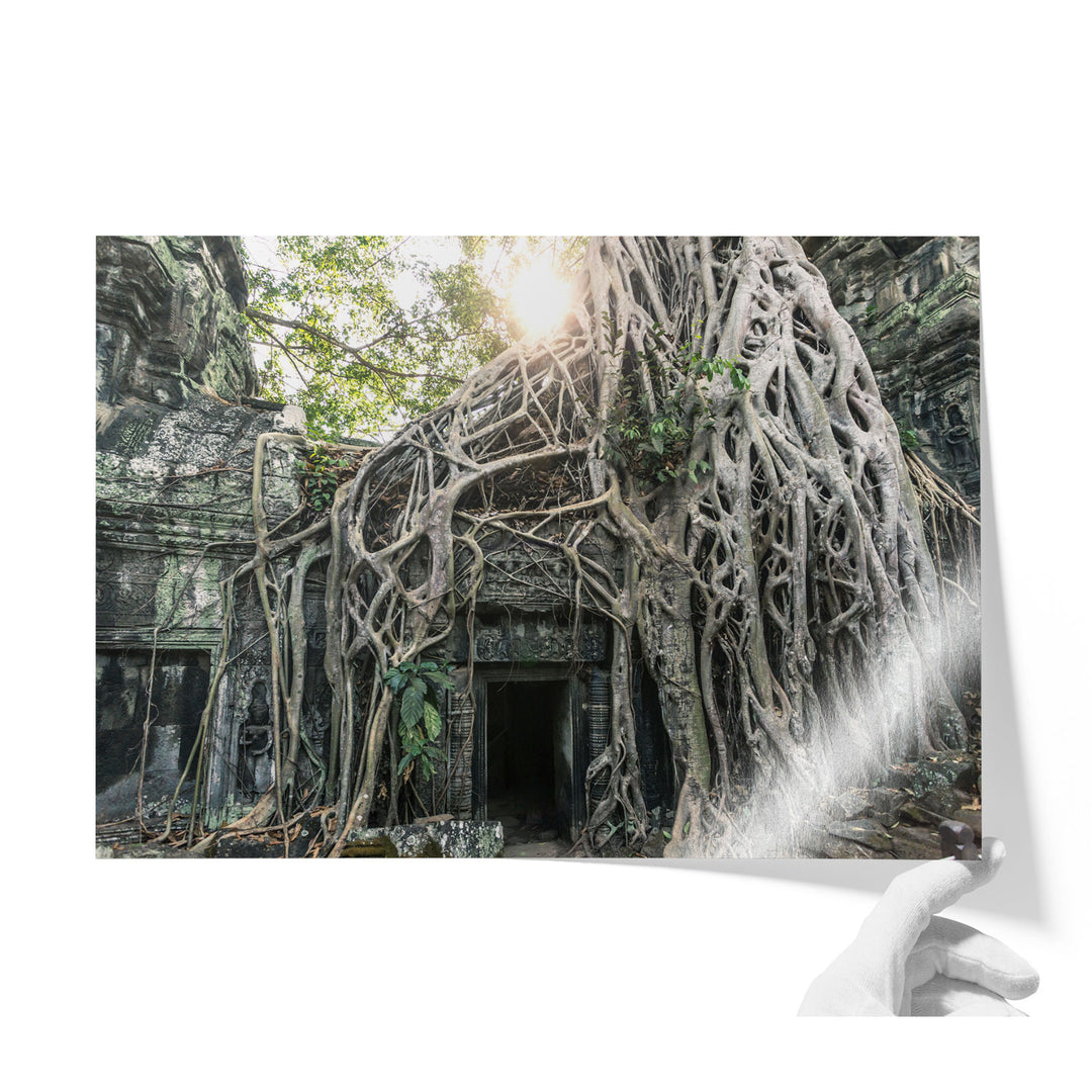 Jungle Temple, Cambodia