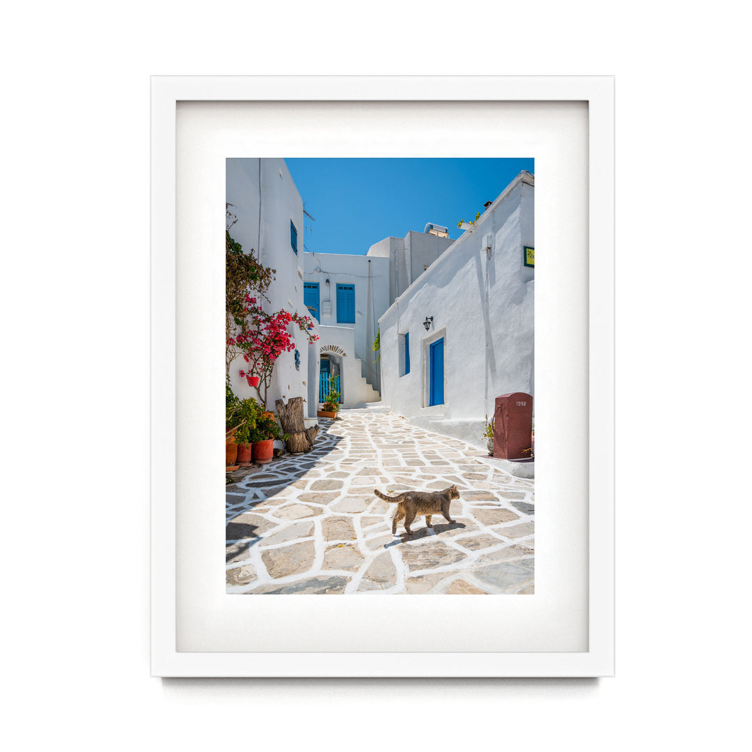 Cat in the Streets of Paros