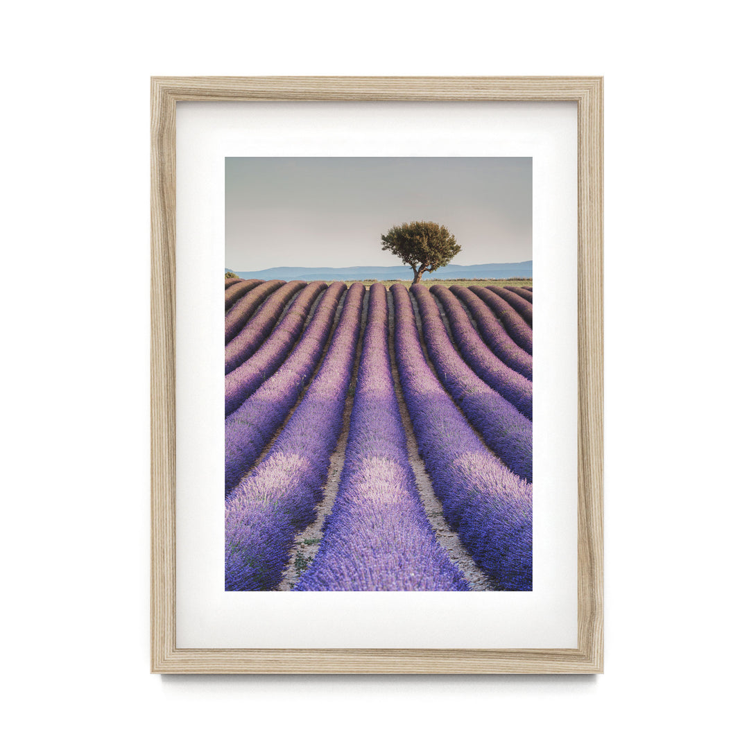 Lavender, Provence II