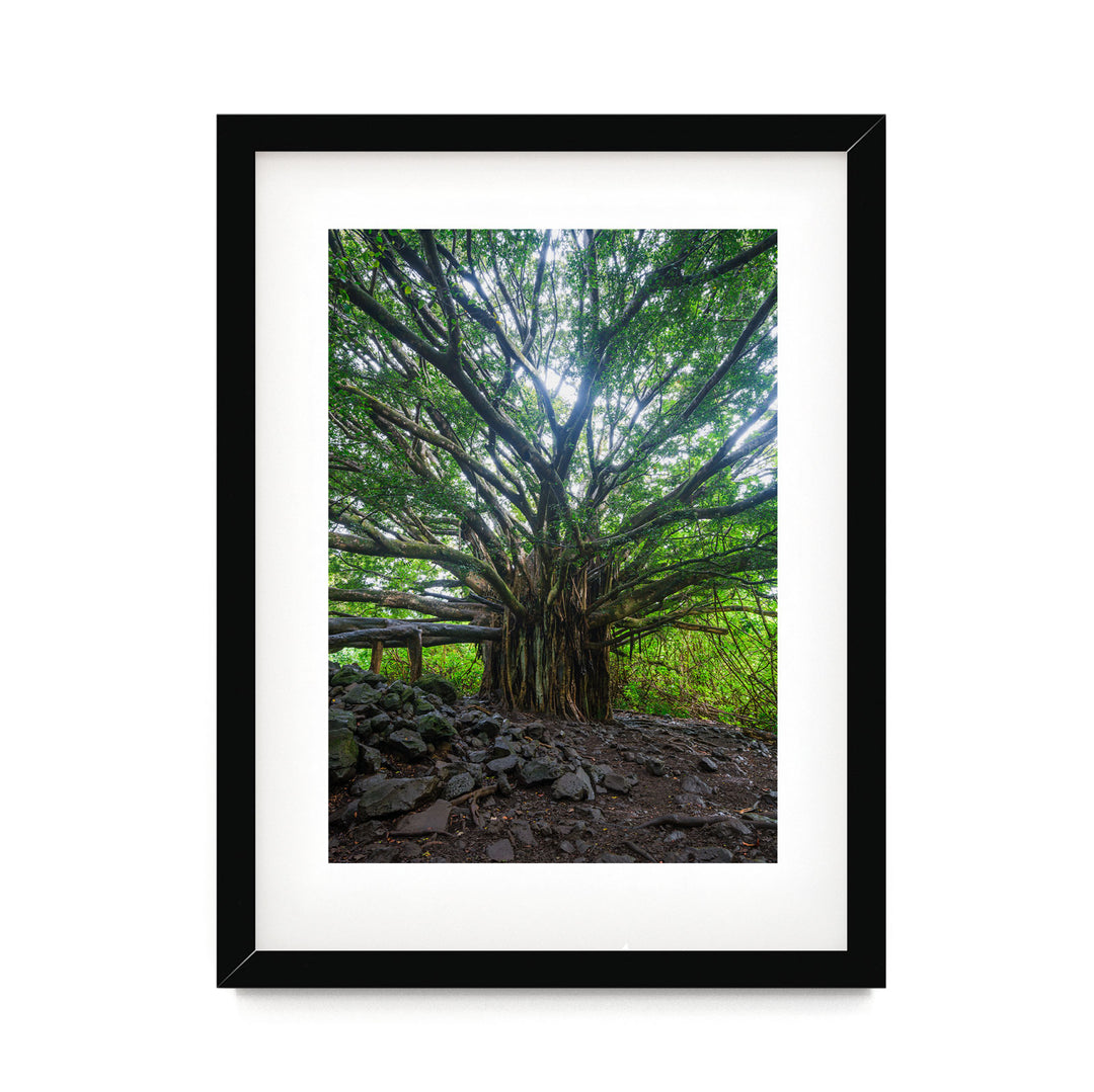 Banyan Tree, Maui