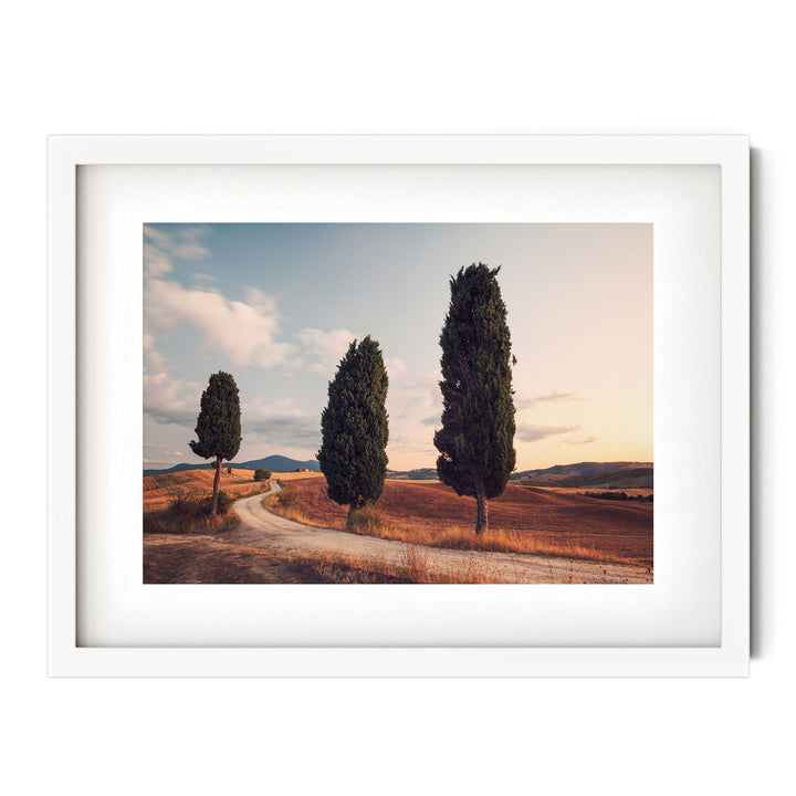 Cypress Trees, Tuscany