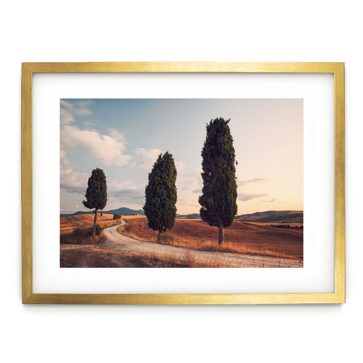 Cypress Trees, Tuscany