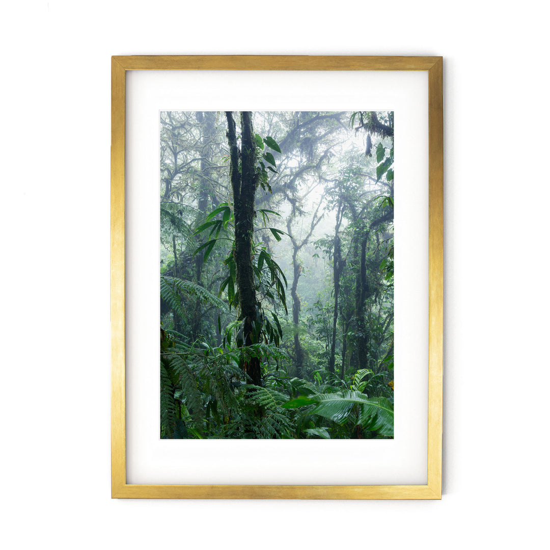 Misty Rainforest II