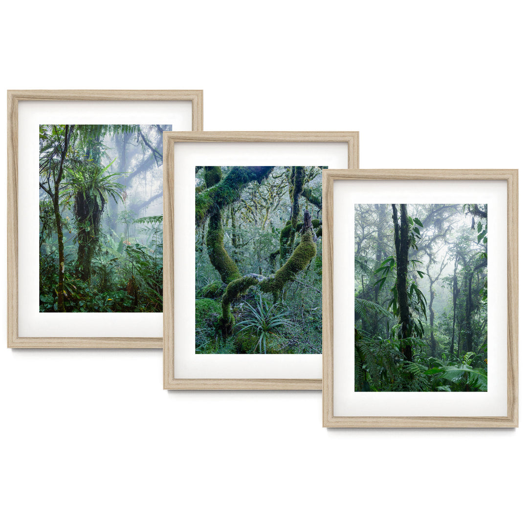 Rainforest Print Set