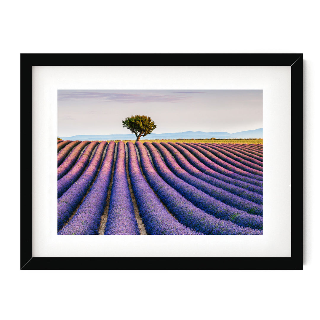Lavender, Provence I