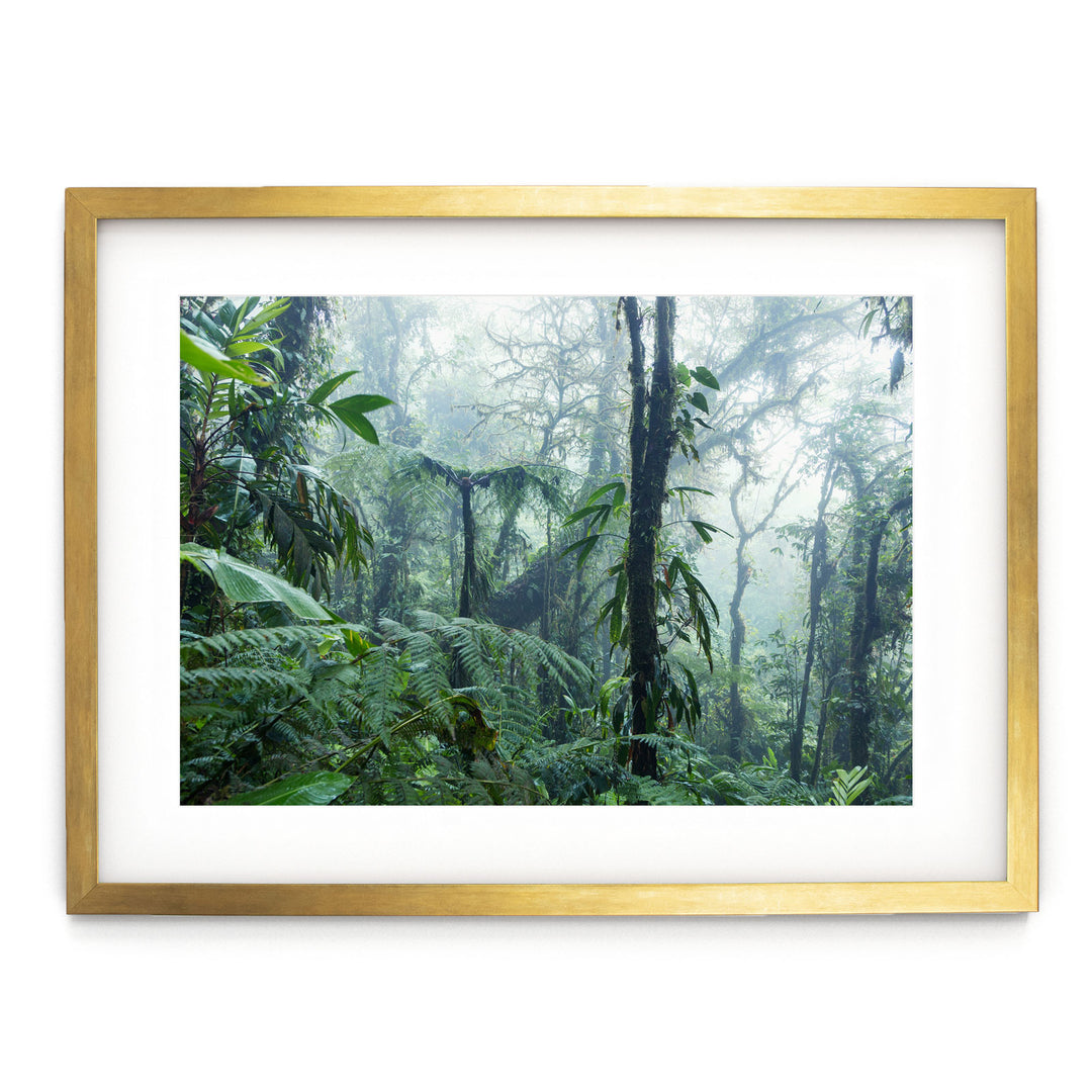 Misty Rainforest I