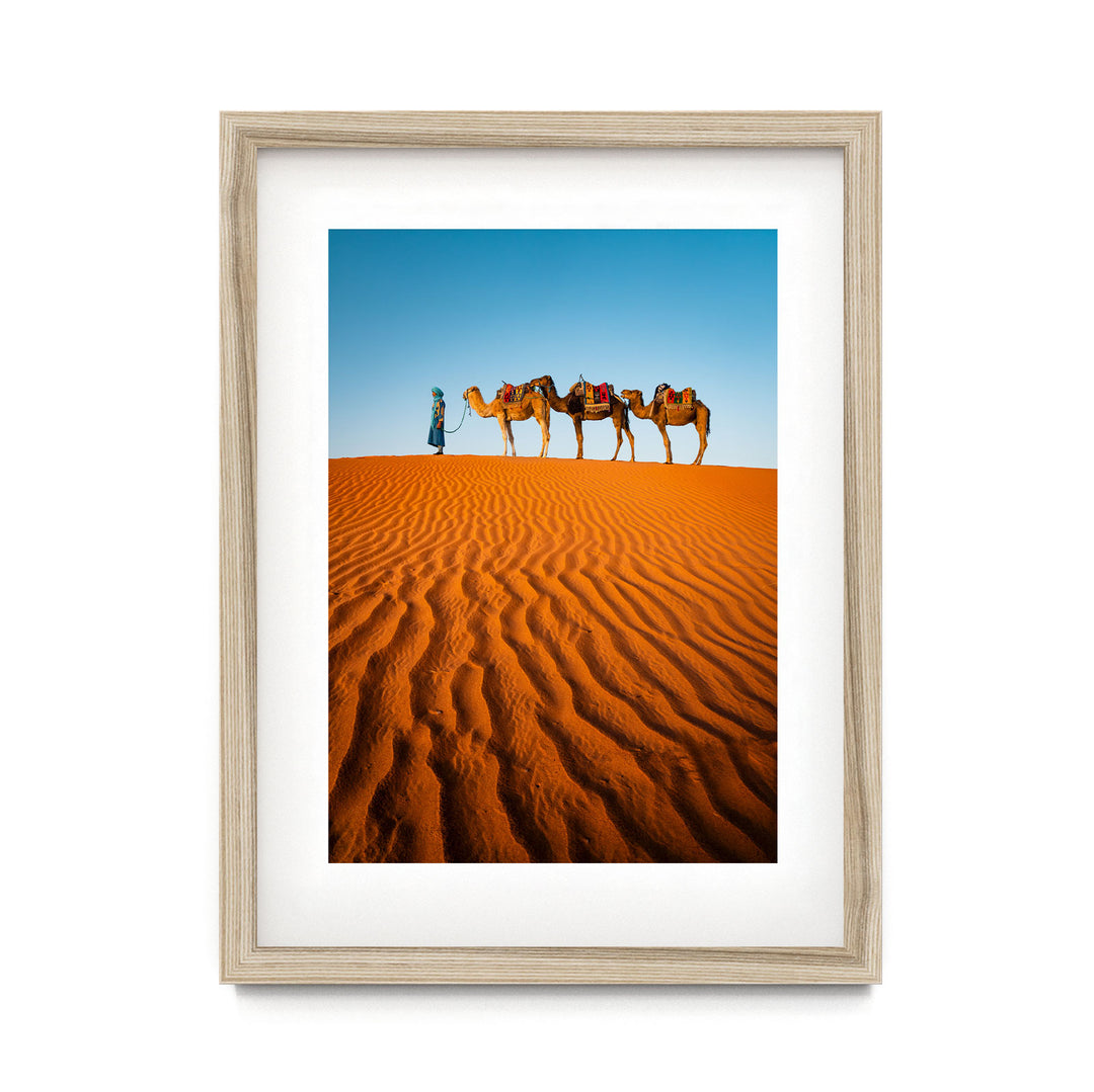 Camels in the Sahara