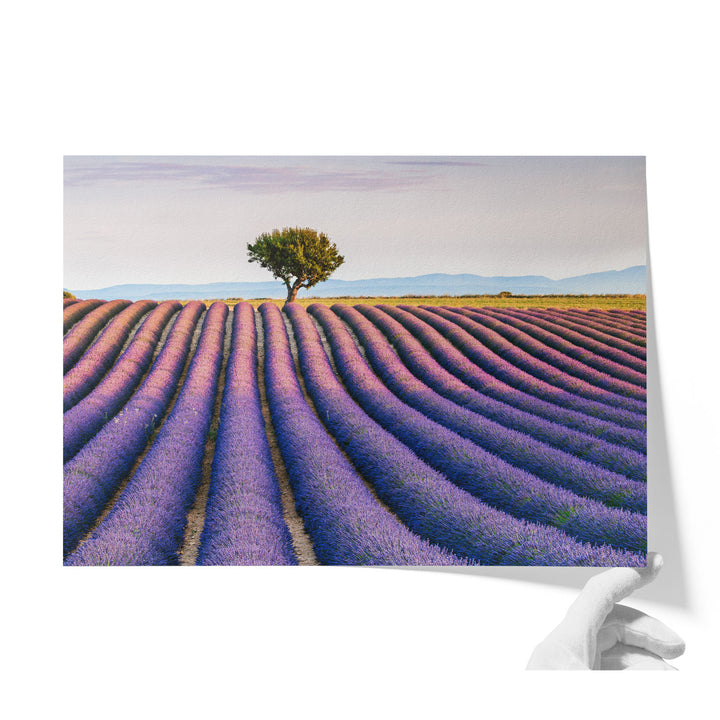 Lavender, Provence I