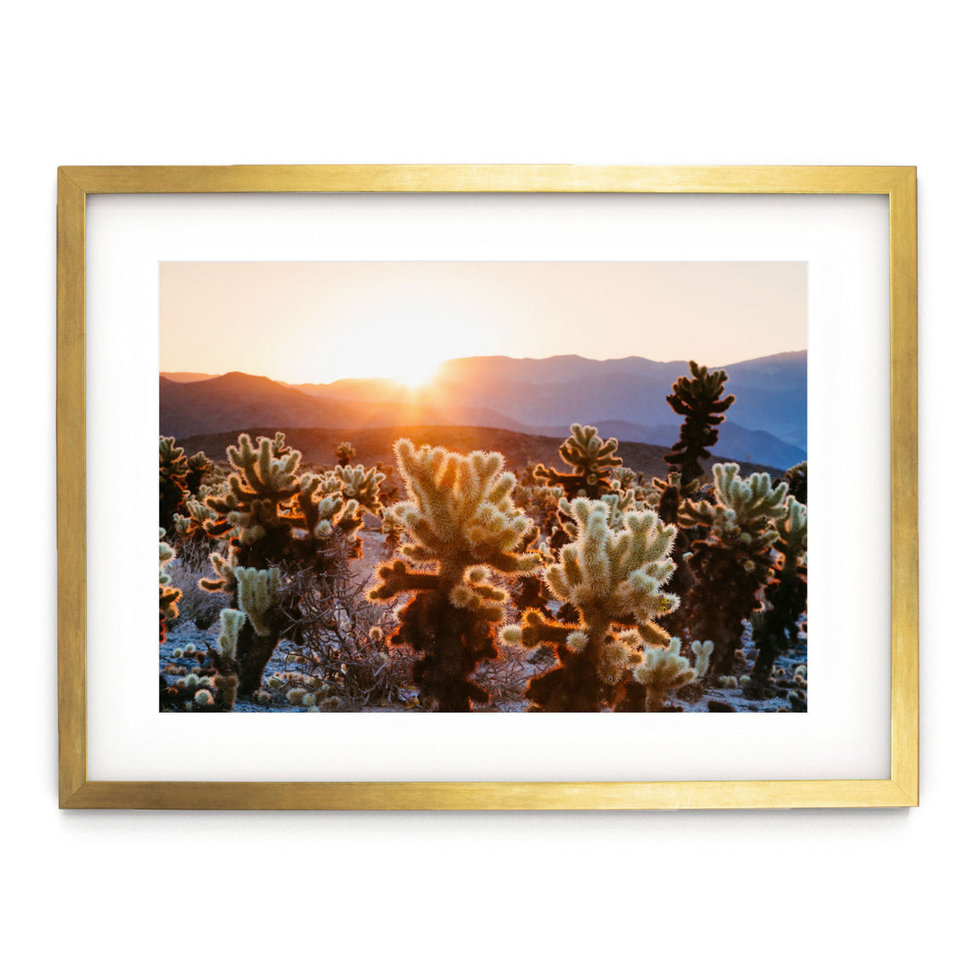 Cactus Garden, California