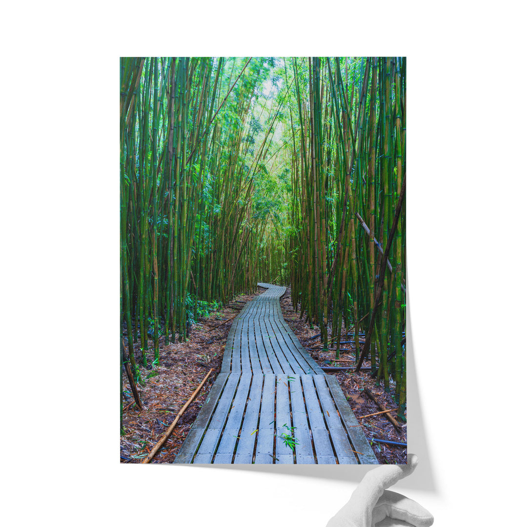 Maui Bamboo Forest II