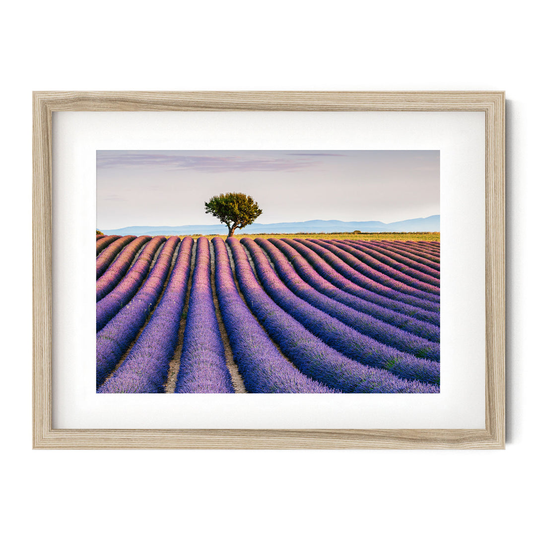 Lavender, Provence I