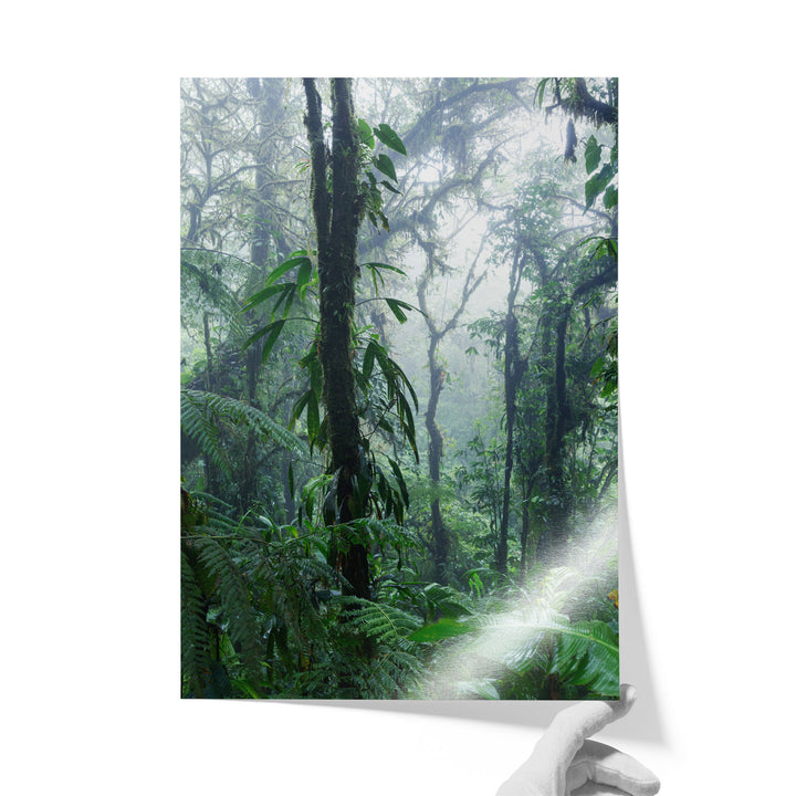 Misty Rainforest II