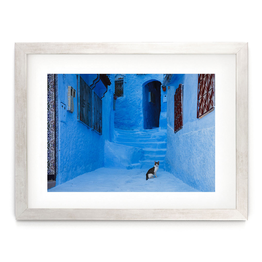 Cat in the blue city, Morocco
