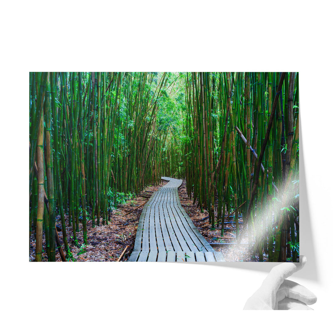 Maui Bamboo Forest I