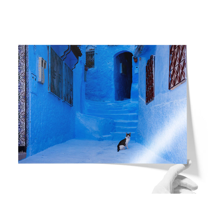 Cat in the blue city, Morocco