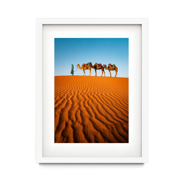 Camels in the Sahara