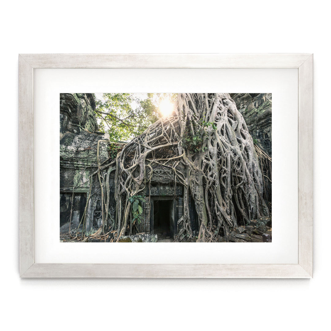 Jungle Temple, Cambodia