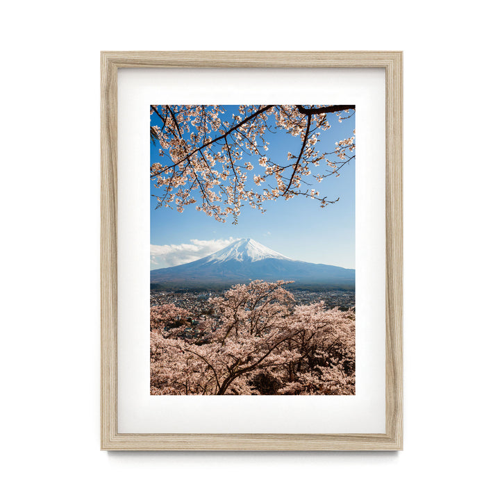 Cherry blossoms at Mt Fuji